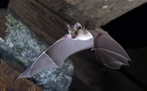 chauve-souris